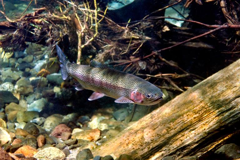 rainbow trout swimming in water with rocks, log and vegetation in background