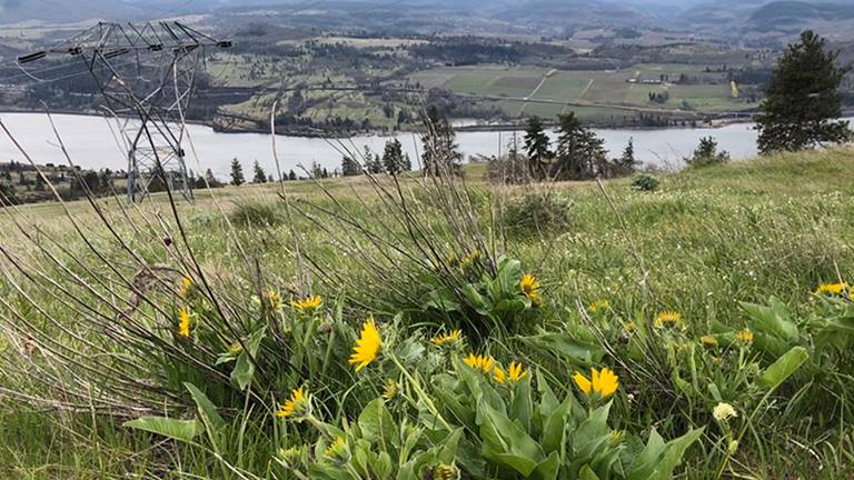 balsamroots-catherines-creek-washington