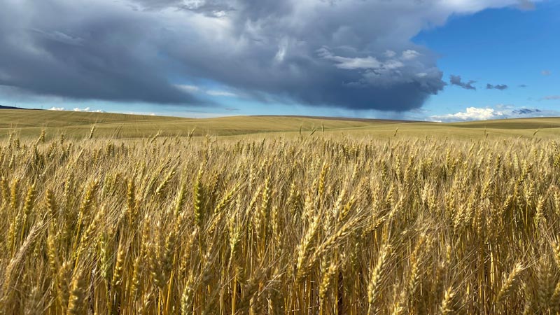 Wheat Field