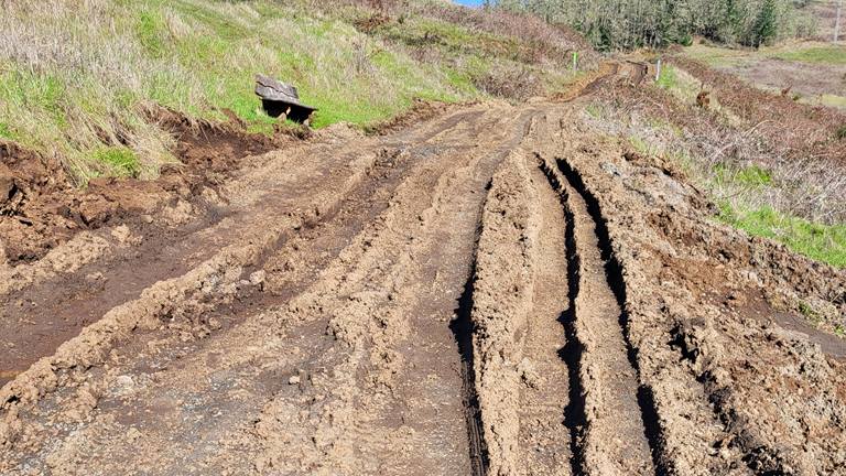 dirt road with deep ruts and light greenery and grass on the sides